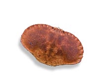 empty meat crab shell