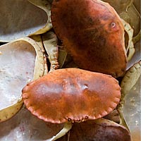 cleaned crab shells